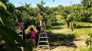 Students picking fruit from tree in an orchard 